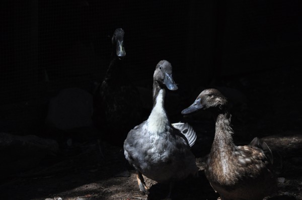 "Coco's ducks roam free and pose for the camera"