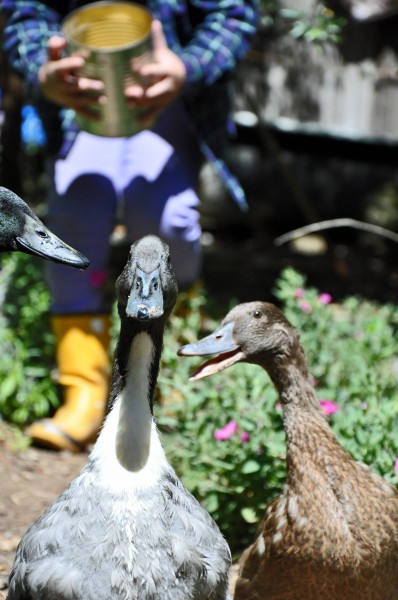 "Coco attempts to feed her ducks but they would rather engage in gossip"