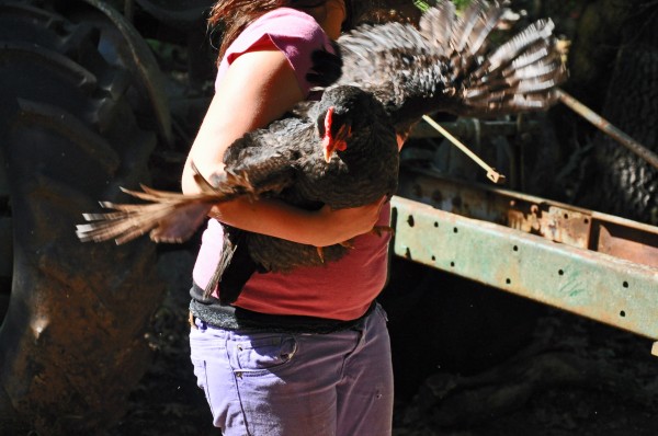 "Coco's chicken takes flight in an attempt to escape the camera's lens"