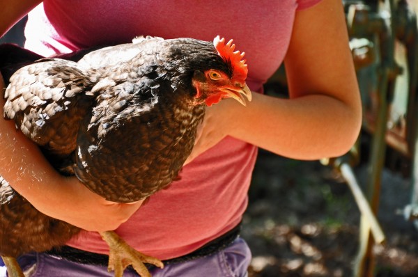 "Coco loving on one of her chickens"