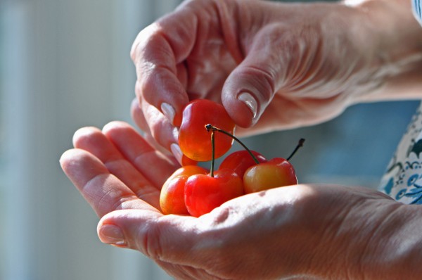 "Cherries ripe and ready for jam"