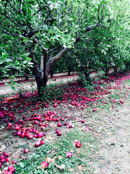 Apple picking NY