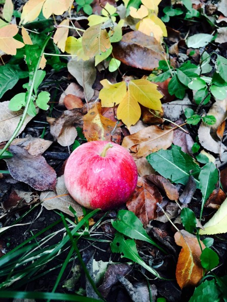 Apple picking NY