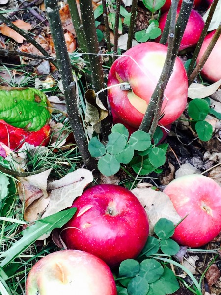 Apple picking NY