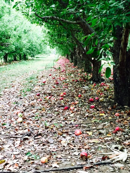 Apple picking NY