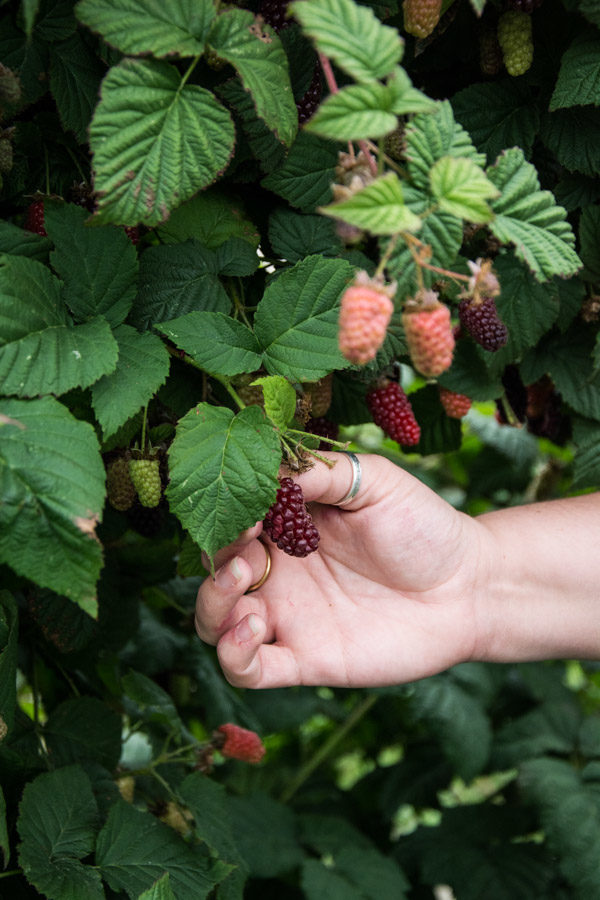 Picking tayberries in Washington