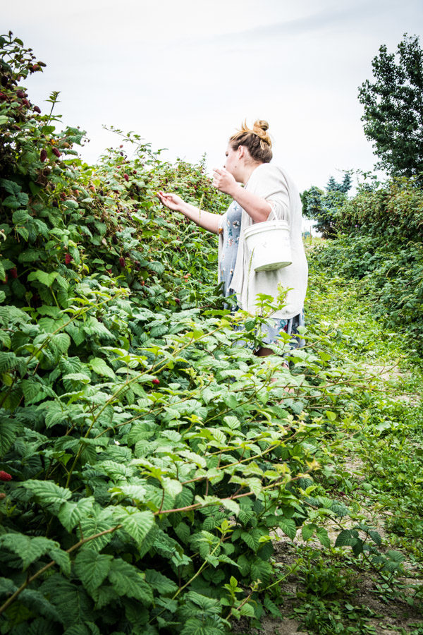 Picking tayberries in Washington