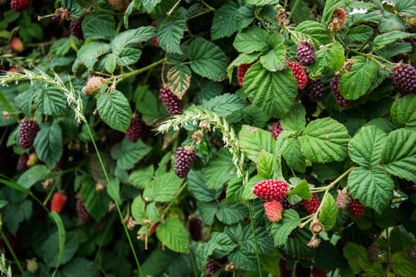 Tayberries - Orcas Island