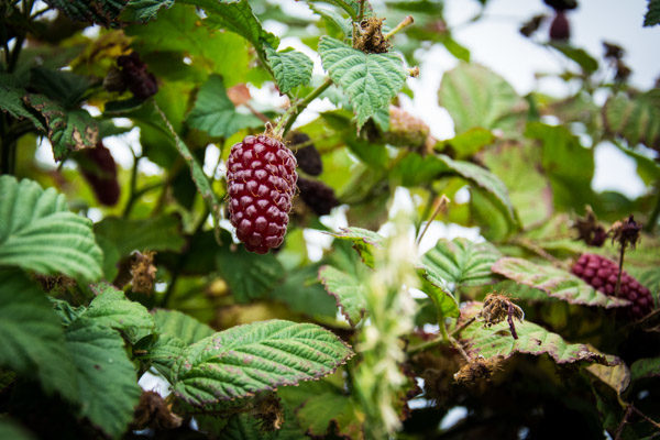 Tayberry - Orcas Island