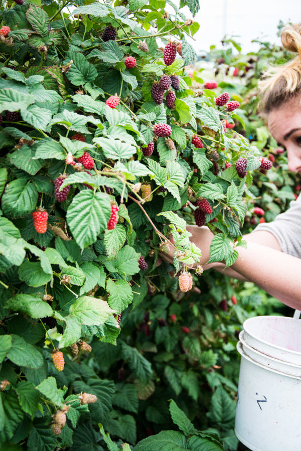 Picking tayberries in Washington